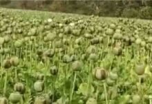Chhattisgarh Opium Cultivation Case