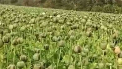 Chhattisgarh Opium Cultivation Case