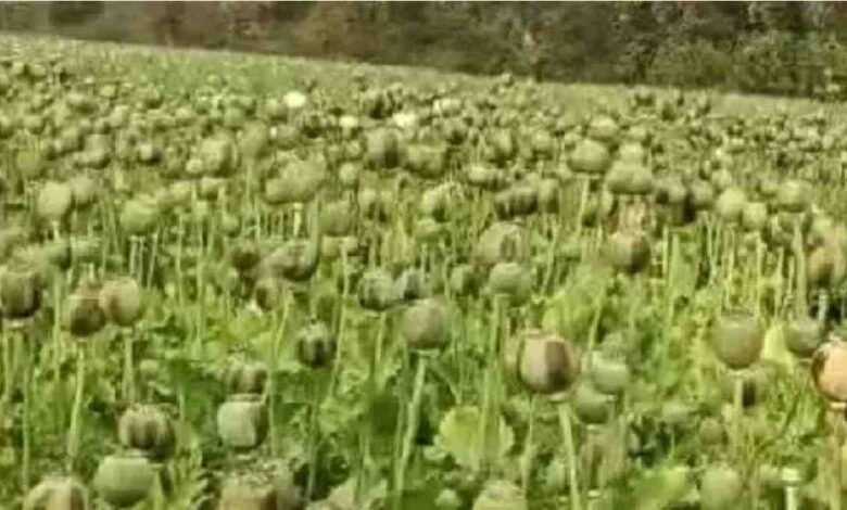 Chhattisgarh Opium Cultivation Case