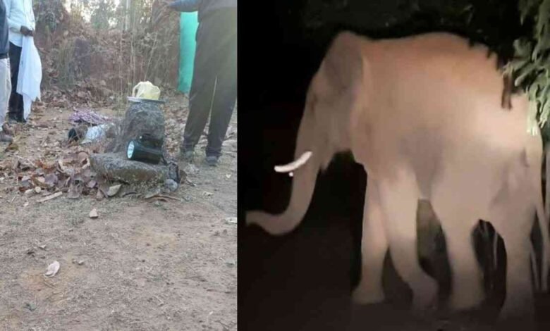 Chhattisgarh Elephant News