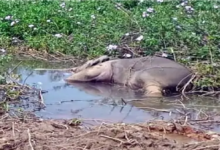 Chhattisgarh Elephant Conservation Failure